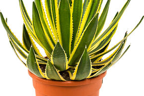 Agave � cr�te �pineuse ou plante centenaire � cr�te �pineuse