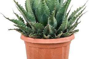 Agave des montagnes