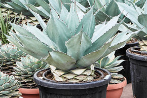 Agave de la langue de baleine 'Vanzie'