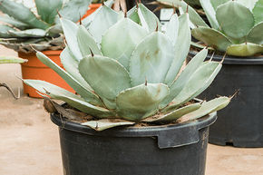 Agave artichaut 'Truncata'