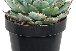 Agave papillon panach� nain 'Kichiokan'