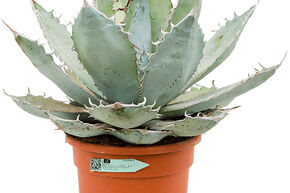 Agave titanota 'White Ice'