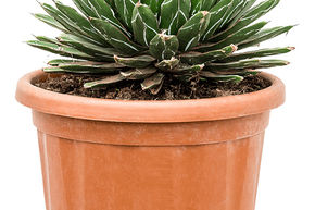 Agave de la Reine Victoria