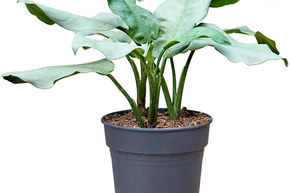 Aglaonema 'Aluminio'