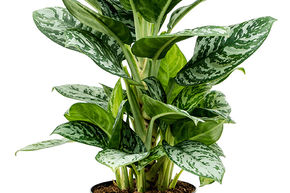 Aglaon�me 'Amazon Silver'