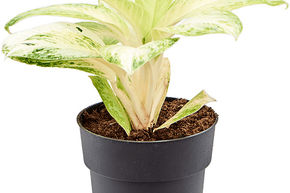 Aglaon�me 'Arctic Lime'