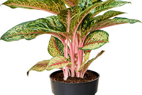 Aglaonema 'Carnival Queen'