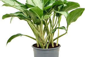 Aglaonema 'Cleopatra'