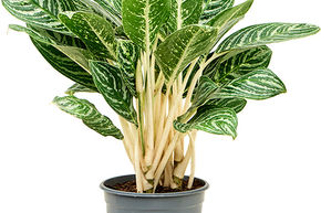 Aglaonema 'Green Sun'