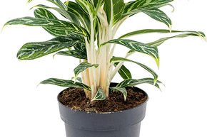 Aglaon�me 'Ivy Green'