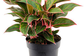 Aglaon�me 'Jungle Red'