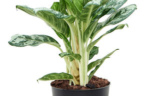 Aglaon�me 'Jungle Silver'