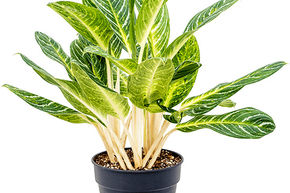 Aglaon�me 'Key Lime'