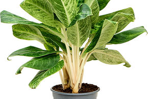 Aglaonema 'King of Siam'
