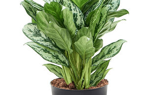 Aglaon�me 'Laurel Green'