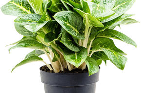 Aglaon�me 'Lemon Mint'