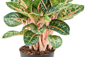 Aglaon�me 'Orange Flame'