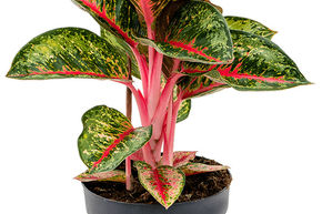 Aglaon�me 'Paradise Red'
