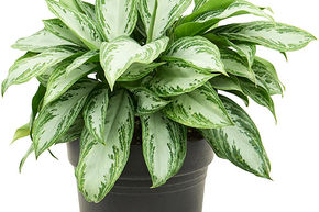 Aglaon�me 'Silver Bay Compact'