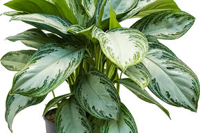 Aglaon�me 'Silver Bay'