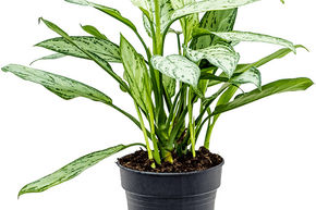 Aglaon�me 'Silver Queen'