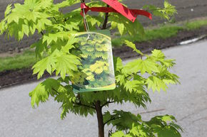�rable, �rable dor� japonais 'Aureum'