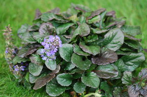 Bugle rampante 'Black Scallop'