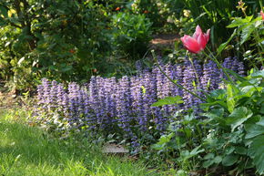 Bugle rampante 'Braunherz'