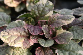 Bugle rampante 'Burgundy Glow'