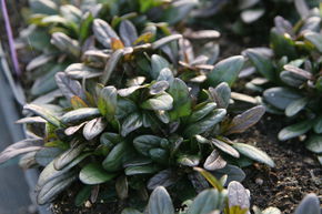 Bugle rampante 'Chocolate Chip'
