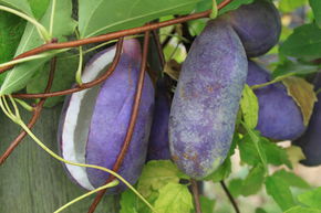Ak�bie 'Chocolate vine'
