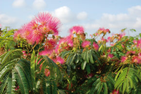 Arbre � soie, Albizia 'Ombrella'