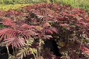Arbre � soie, Albizia 'Evey's Pride'