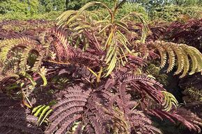 Arbre � soie, Albizia 'Summer Chocolate'