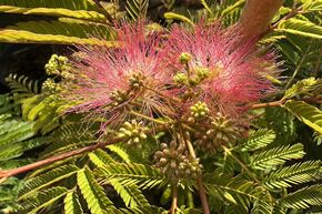 Arbre � soie, Albizia 'Tropical Dream'