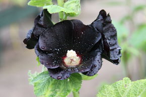 Rose tr�mi�re 'Nigra'