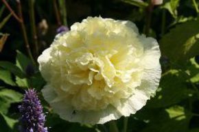 Rose tr�mi�re 'Pleniflora' jaune