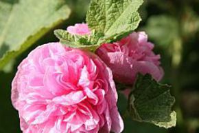 Rose tr�mi�re 'Pleniflora' rose