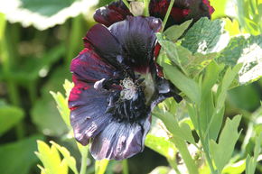 Rose tr�mi�re 'Blacknight'