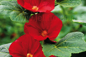 Rose tr�mi�re 'Mars Magic'