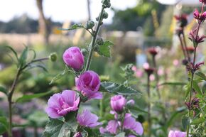 Mauve semi-double 'Parkrondell'