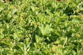Alch�mille glabre