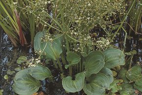 Plantain d'eau