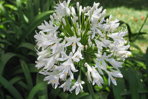 Agapanthe 'Albus'