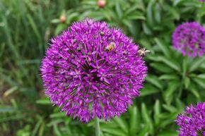 M�lange de bulbes 'Riesen-Zierlauch' (Ail d'ornement g�ant)