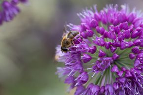Poireau de montagne 'Lavender Bubbles'
