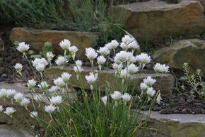Ciboulette commune 'Corsican White'