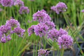 Ail d'ornement en boule 'Millenium'