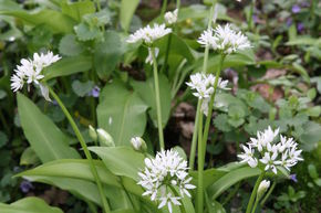 Plantes d'ail des ours