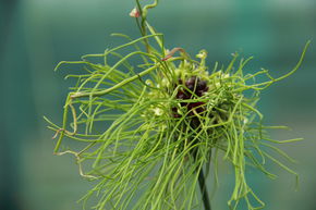 Ail 'Hair�'